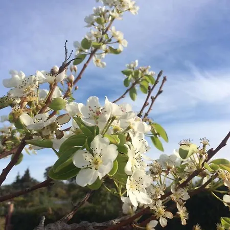 Makarounis Athanasios Traditional * Petalídhion
