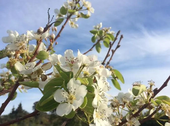 Makarounis Athanasios Traditional * Петалидион